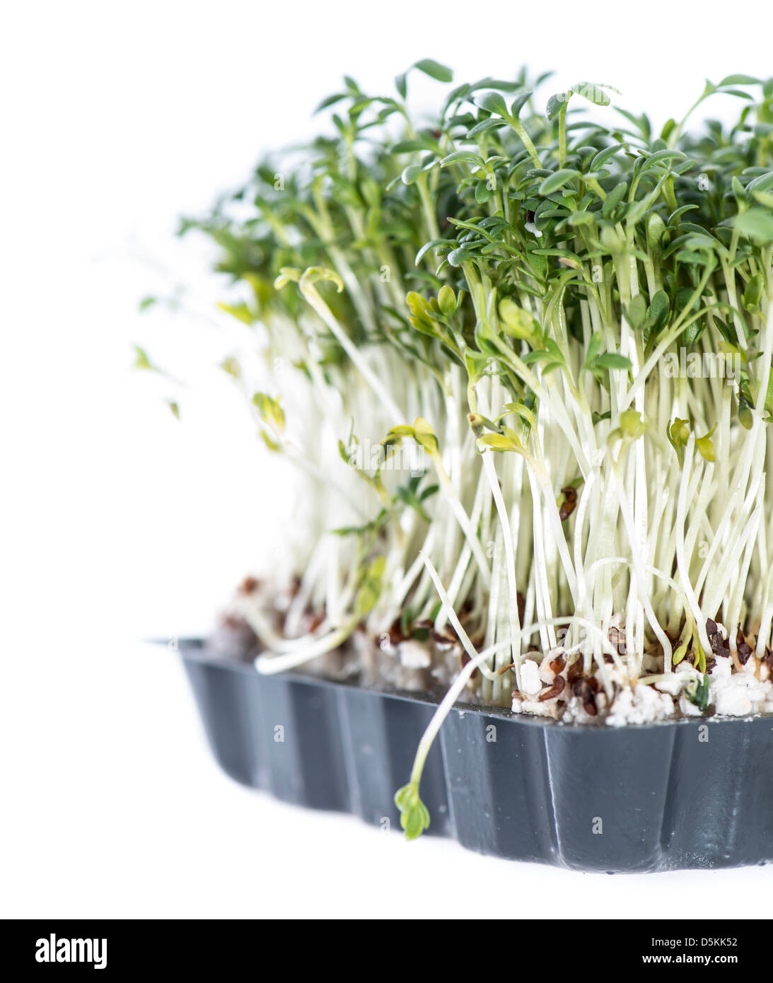 Cress isolated on white background Stock Photo