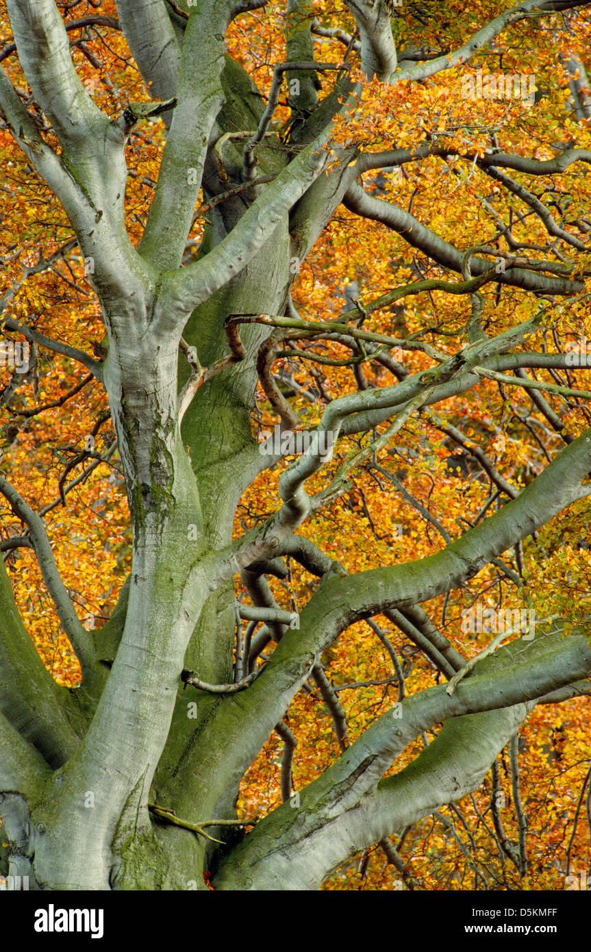 Beech Fagus Sylvatica Fagaceae Stock Photo - Alamy