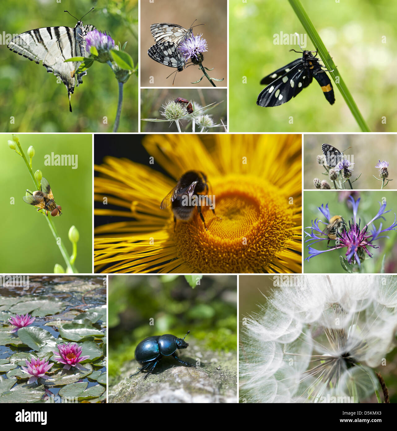 Collage of insect and flowers. Stock Photo
