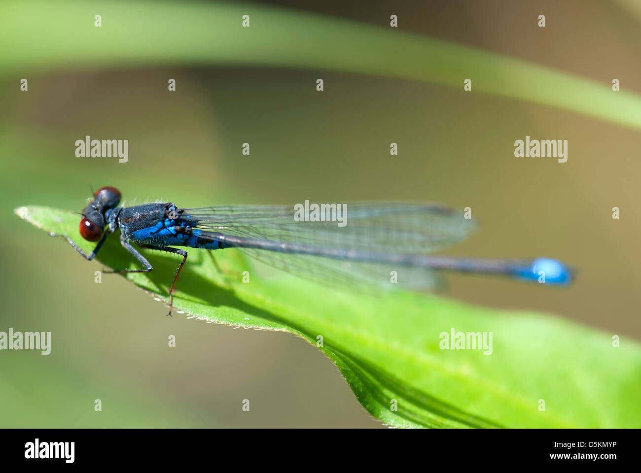 Detailed macro image of dragonfly on green leaf Stock Photo - Alamy
