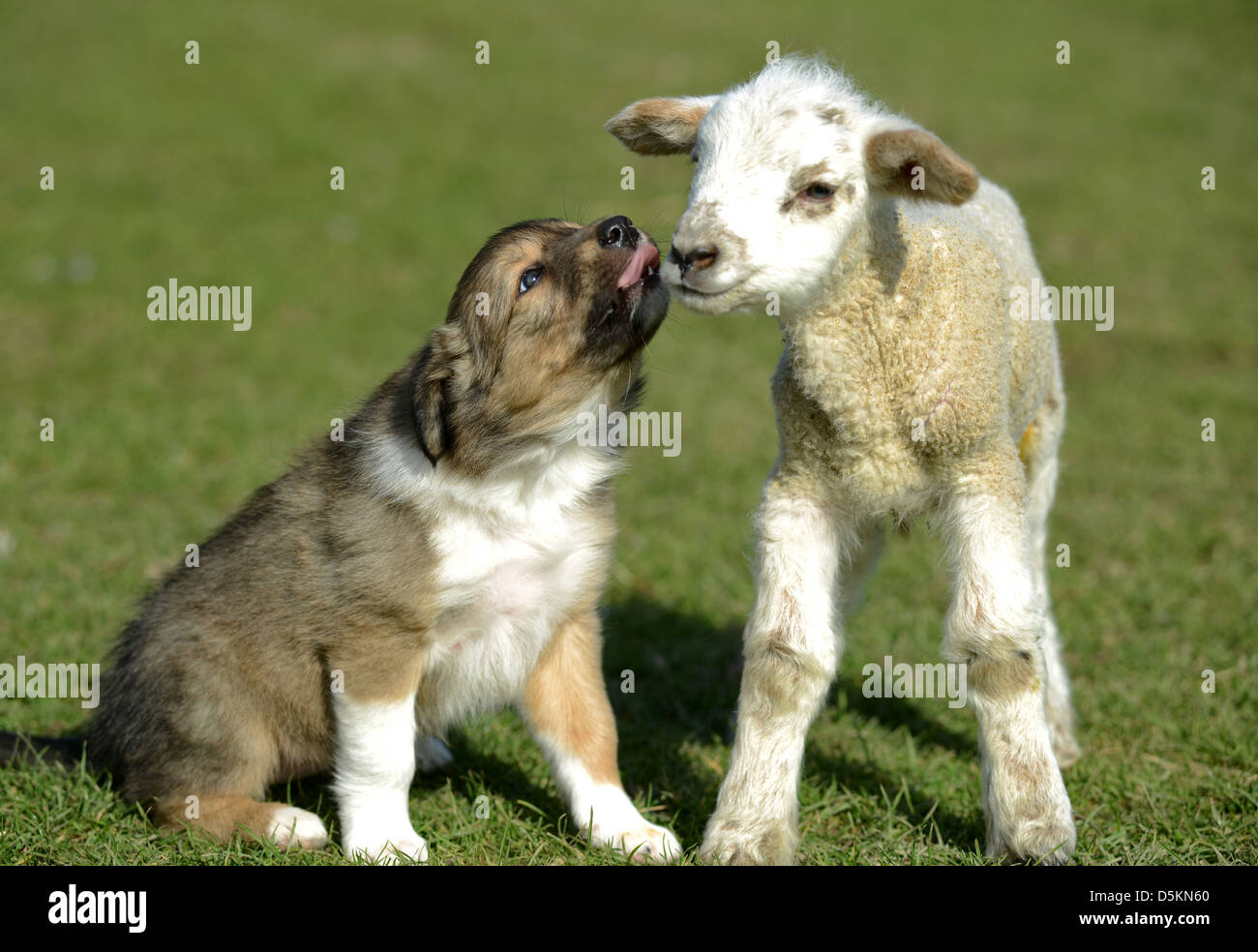 Puppy and lamb play together Stock Photo