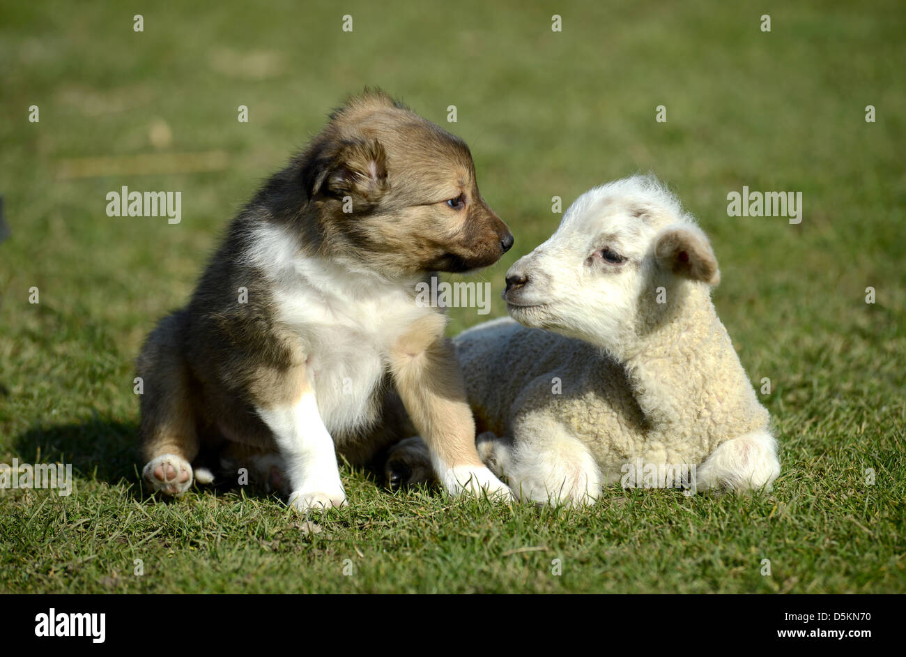 Puppy and lamb play together Stock Photo