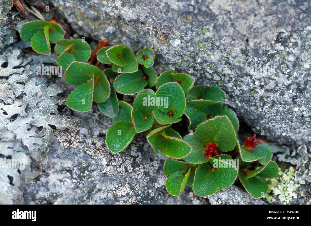 Dwarf Willow Salix herbacea (Salicaceae) Stock Photo