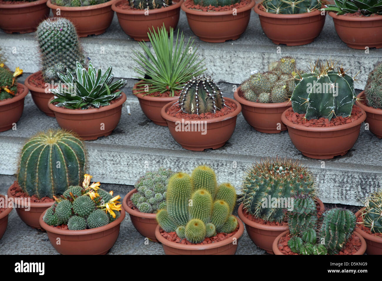 series of potted cactus for sale at the market of florists Stock Photo