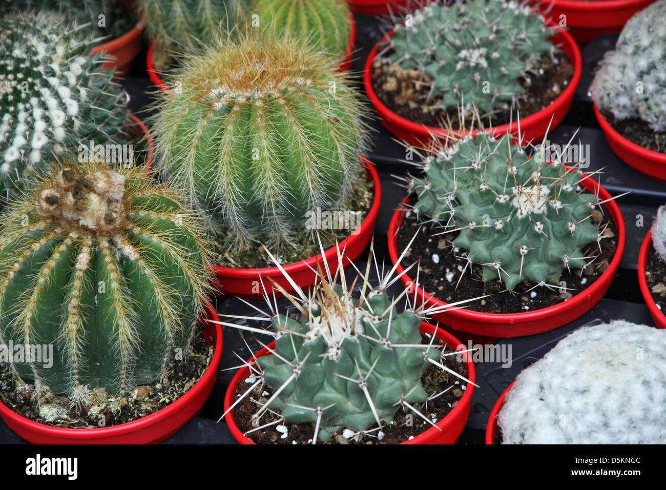 series of potted cactus for sale at the market of florists Stock Photo