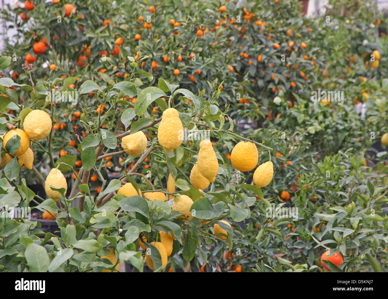 Citrus plants growing oranges and lemons in Sicily in Italy Stock Photo