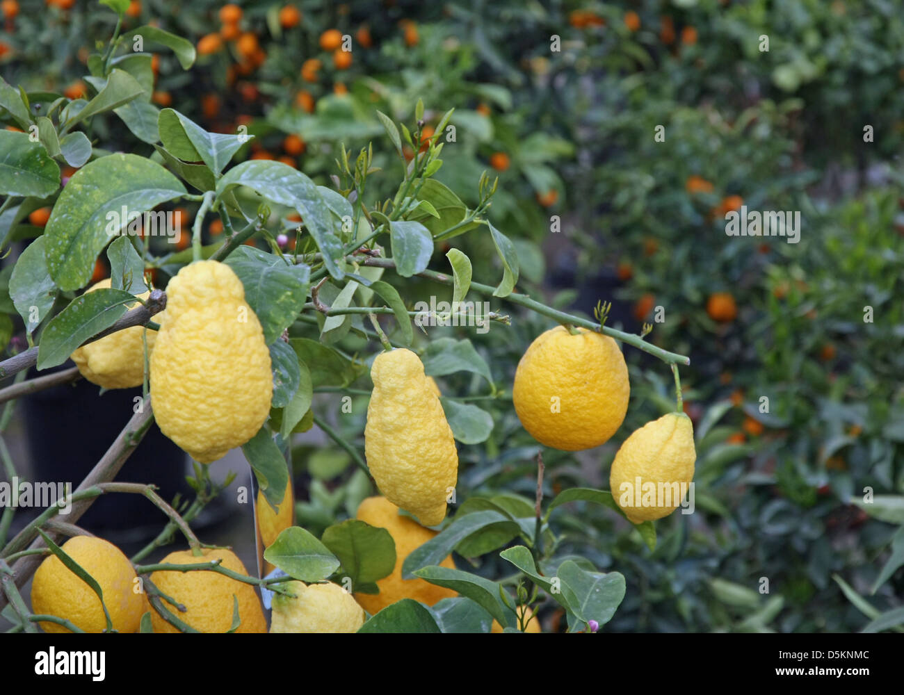 Citrus plants growing oranges and lemons in Sicily in Italy Stock Photo