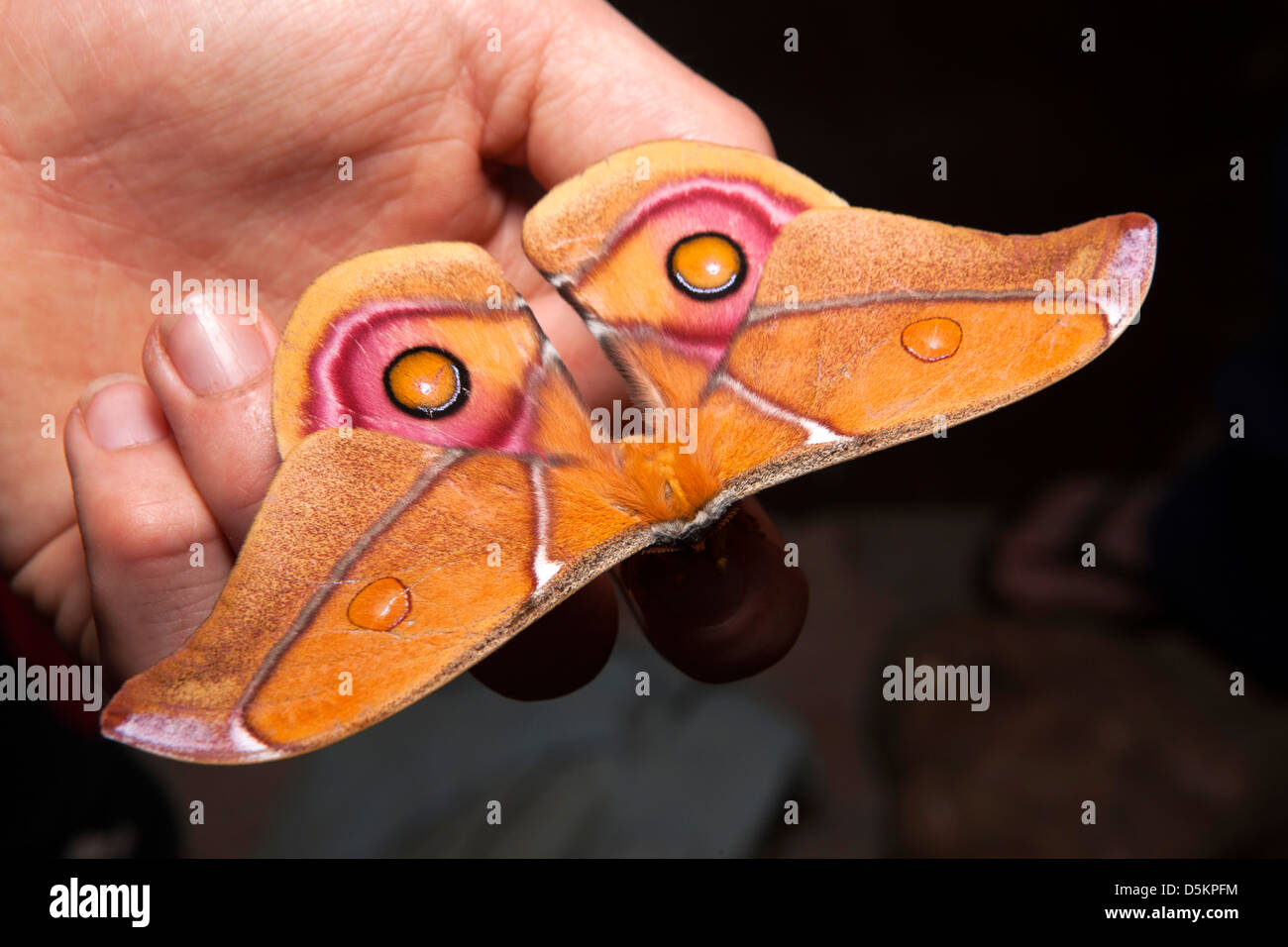 Madagascar, Nosy Be, wildlife, Suraka silk moth Antherina suraka of Saturniidae family on hand Stock Photo