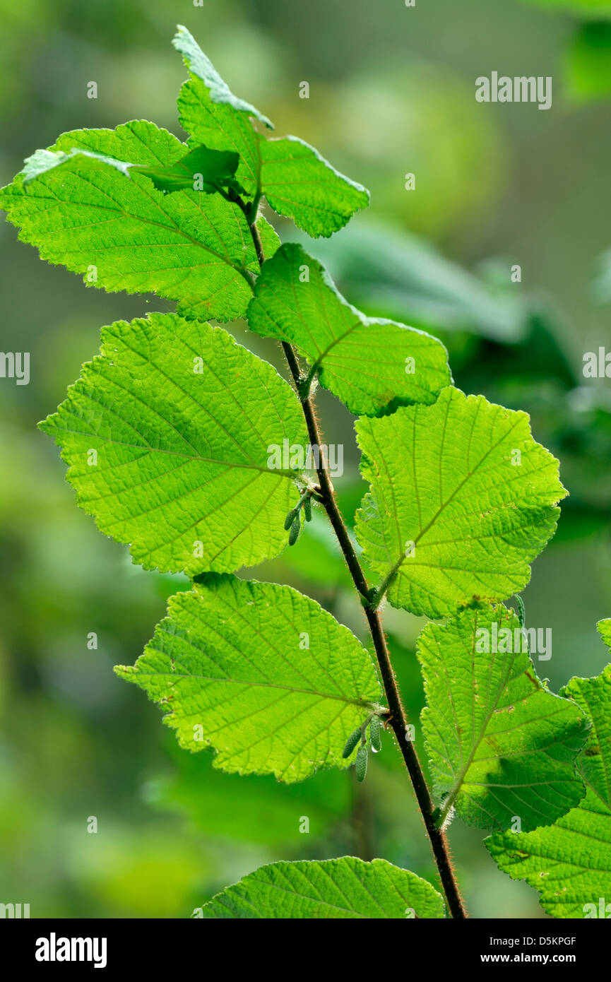 Corylus avellana tree hires stock photography and images Alamy