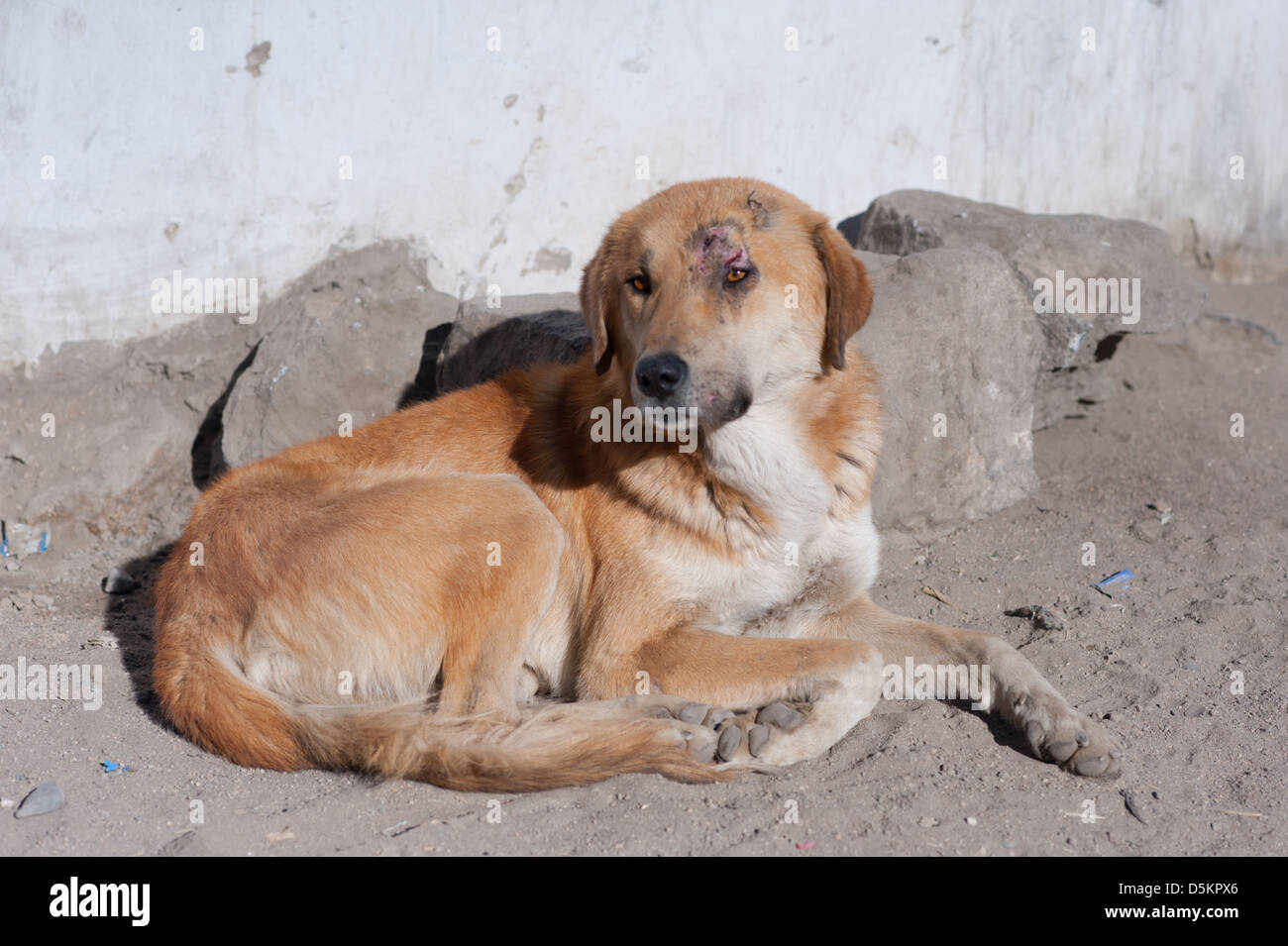 An injured, homeless, stray dog in the mountain town of Leh, Ladakh, Jammu and Kashmir. India Stock Photo - Alamy An injured, homeless, stray dog in the mountain town of Leh, Ladakh, Jammu and Kashmir. India Stock Photo - Alamy