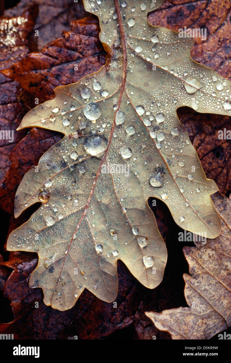 Sessile oak tree autumn hi-res stock photography and images - Alamy