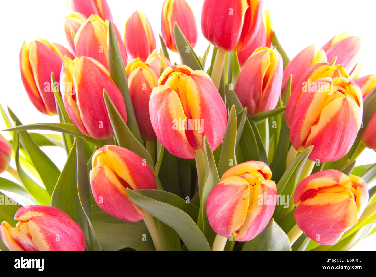 Beautiful pink yellow tulips used as background Stock Photo - Alamy
