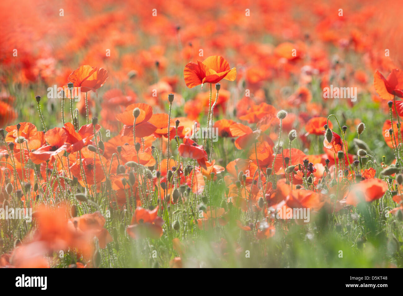 ENGLAND; NORFOLK; POPPY; FIELD; RED; FLOWER; POPPIES; FLOWERS; DETAIL