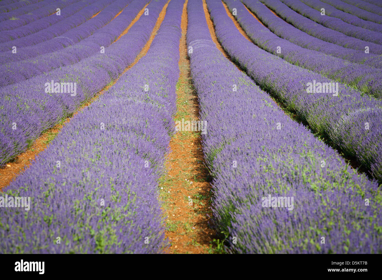 UK; ENGLAND; NORFOLK; LAVENDER; PURPLE; PLANT; FIELD; PINK Stock Photo