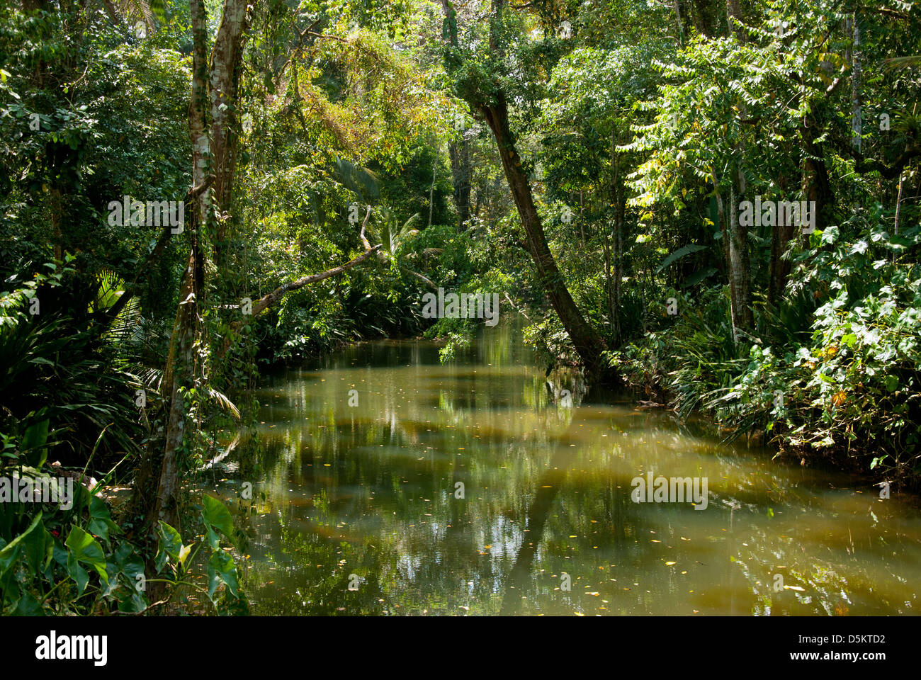 Jungle stream in Costa Rica, Cahuita. Central America. Stock Photo