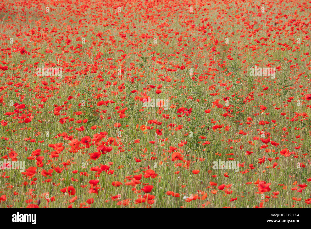 ENGLAND; NORFOLK; POPPY; FIELD; RED; FLOWER; POPPIES; FLOWERS; DETAIL Stock Photo