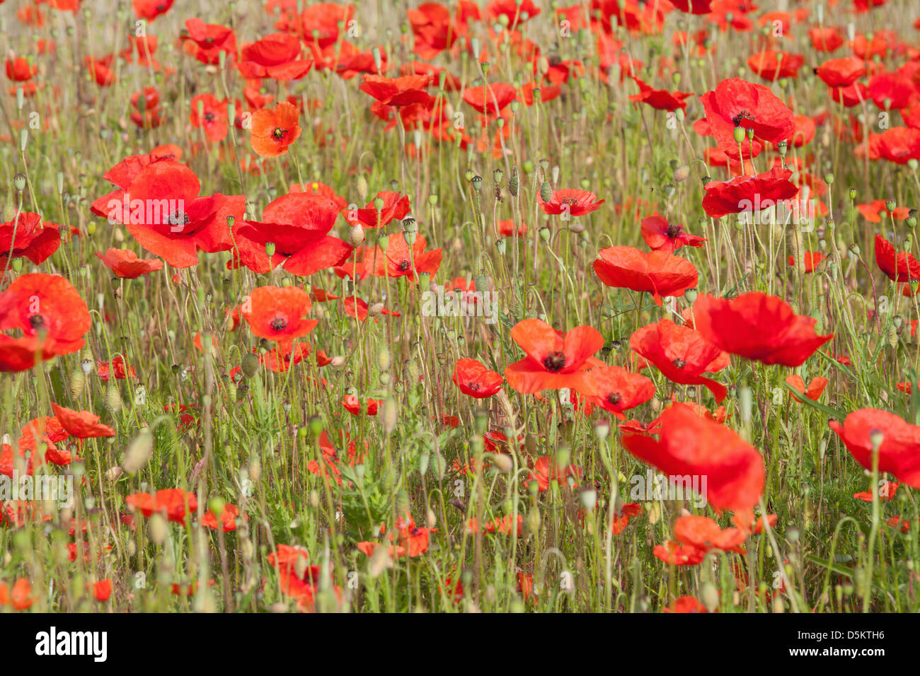 ENGLAND; NORFOLK; POPPY; FIELD; RED; FLOWER; POPPIES; FLOWERS; DETAIL