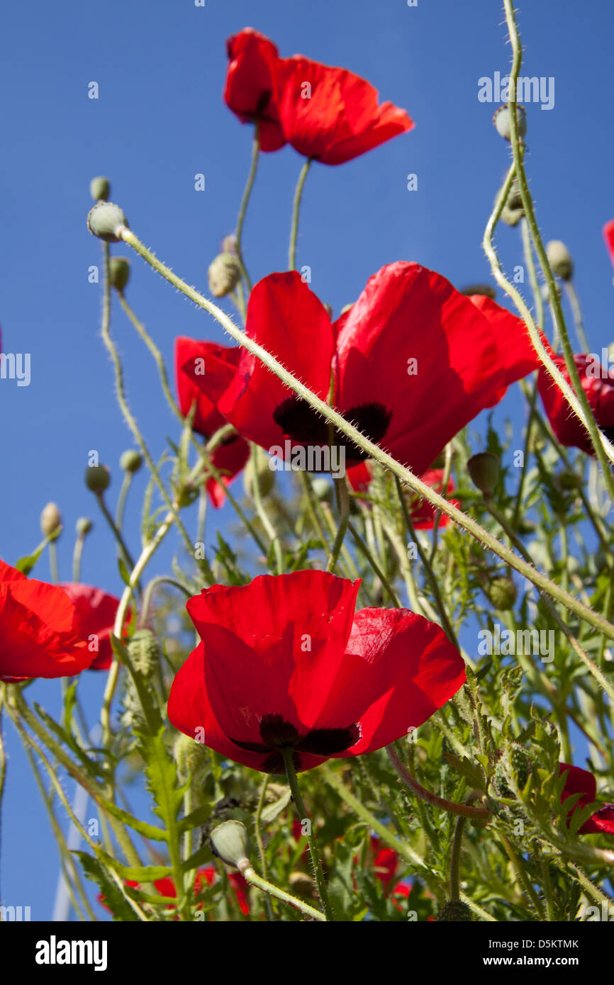 Poppies from below with blue sky background Stock Photo - Alamy