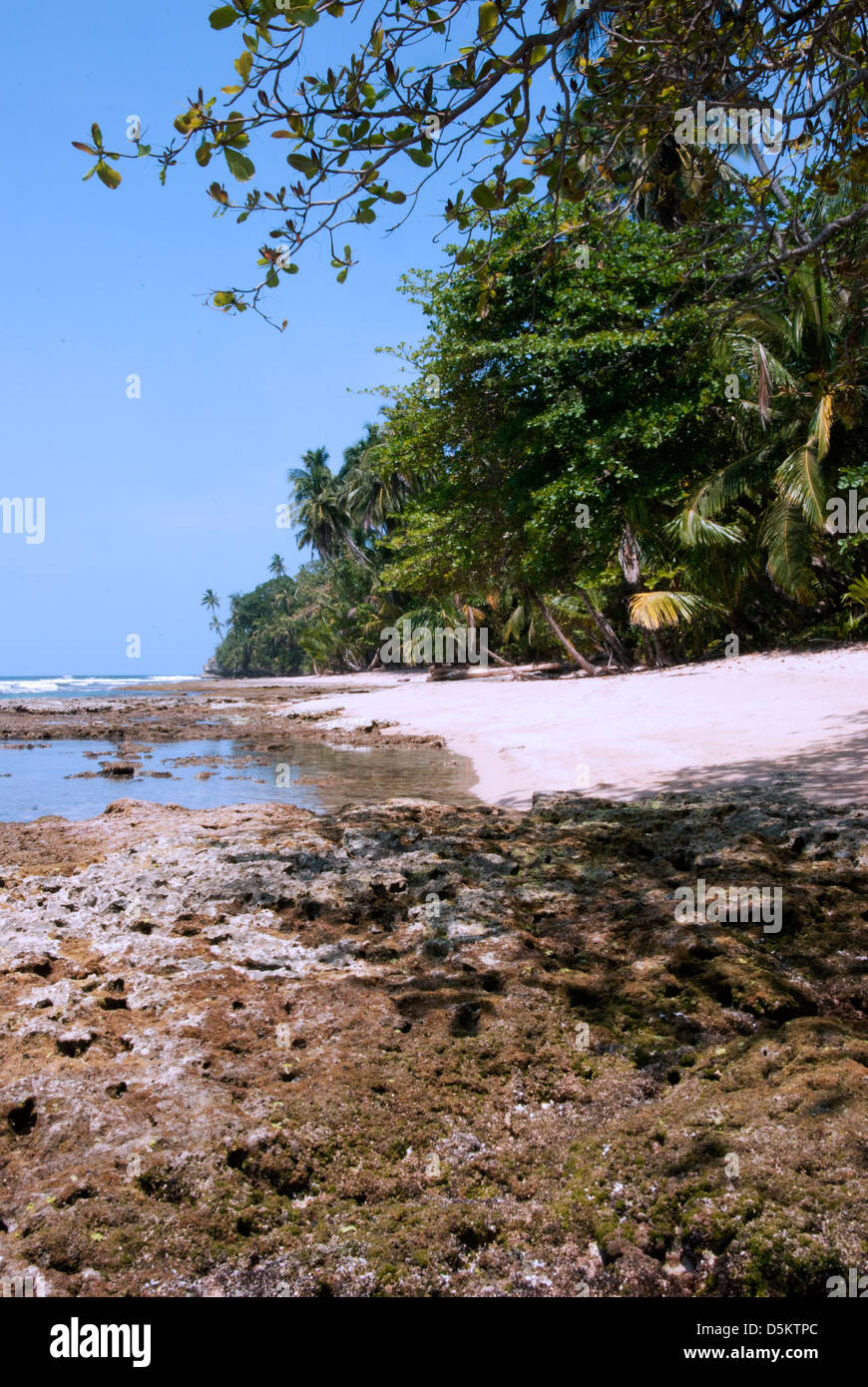 The beach in Costa Rica, with jungle reaching beach, Playa Manzanillo. Central America. Stock Photo