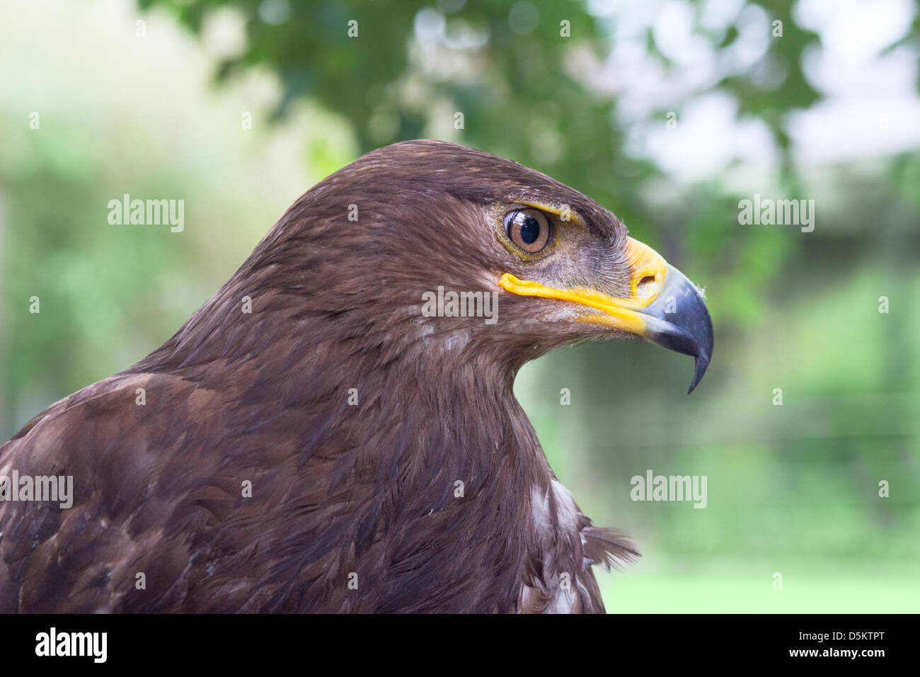Mighty eagle hi-res stock photography and images - Alamy
