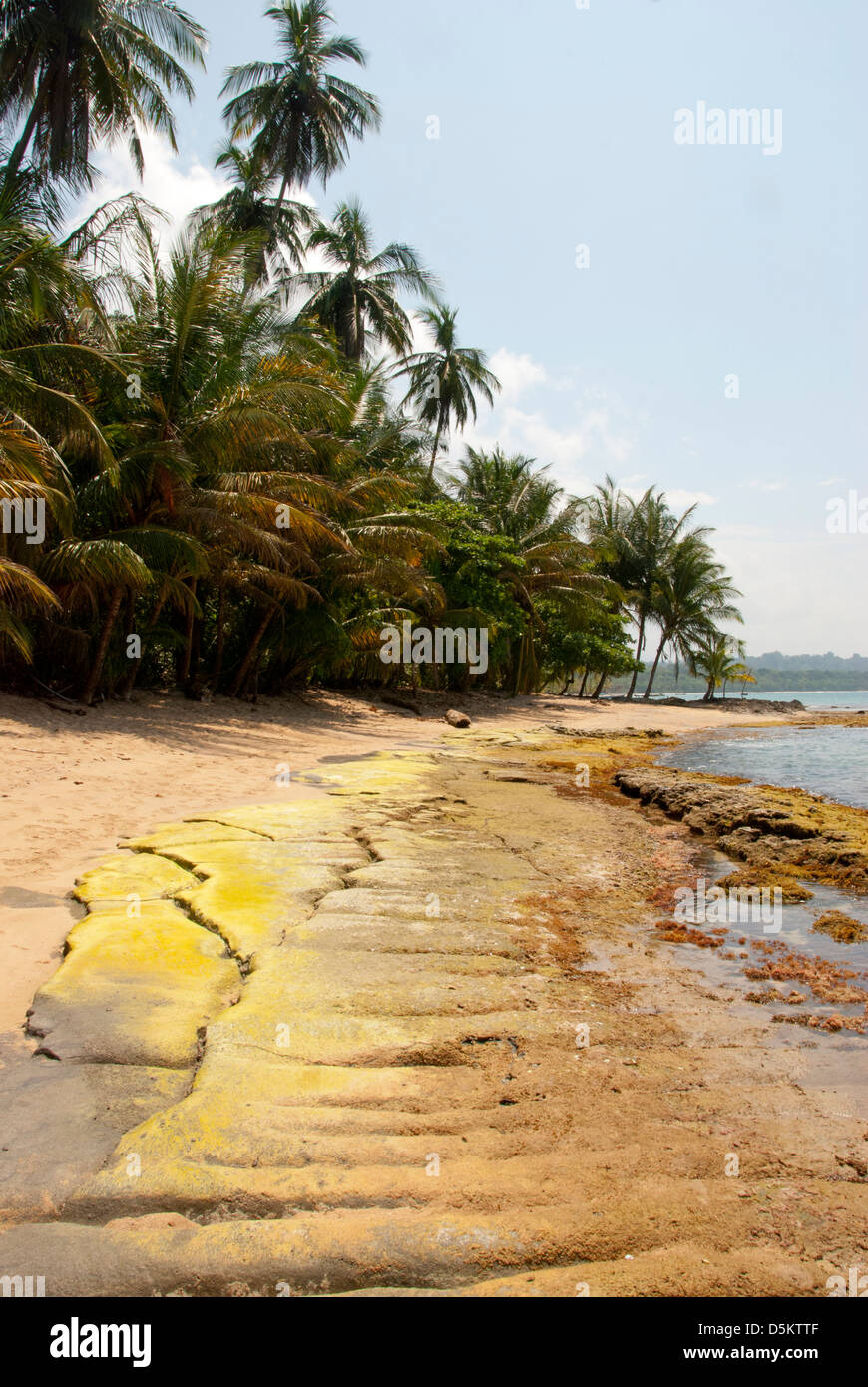 The beach in Costa Rica, with jungle reaching beach, Playa Manzanillo