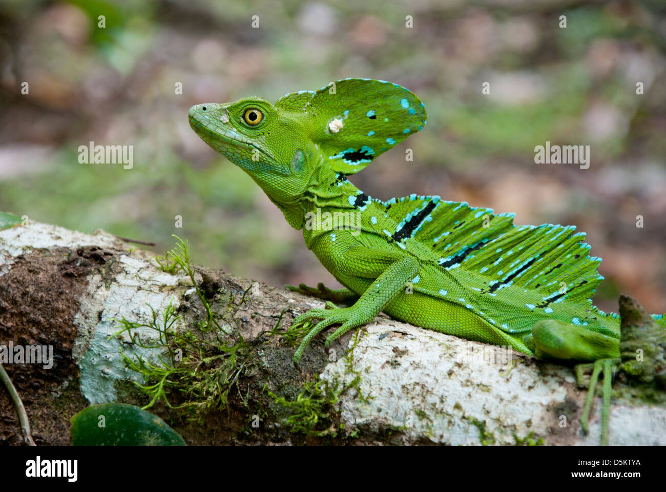 Jesus christ lizards hires stock photography and images Alamy
