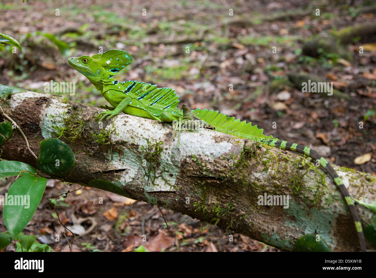 Jesus Christ lizard or Emerald Basilisk, Basilicus plumifrons, male on a trunk, in Costa Rica., Central America. Stock Photo