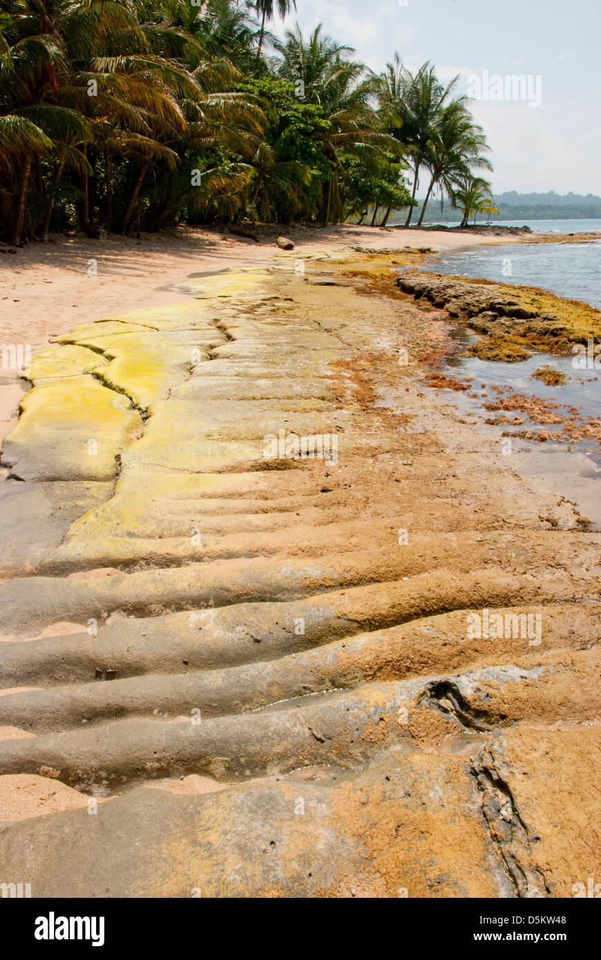 The beach in Costa Rica, with jungle reaching beach, Playa Manzanillo