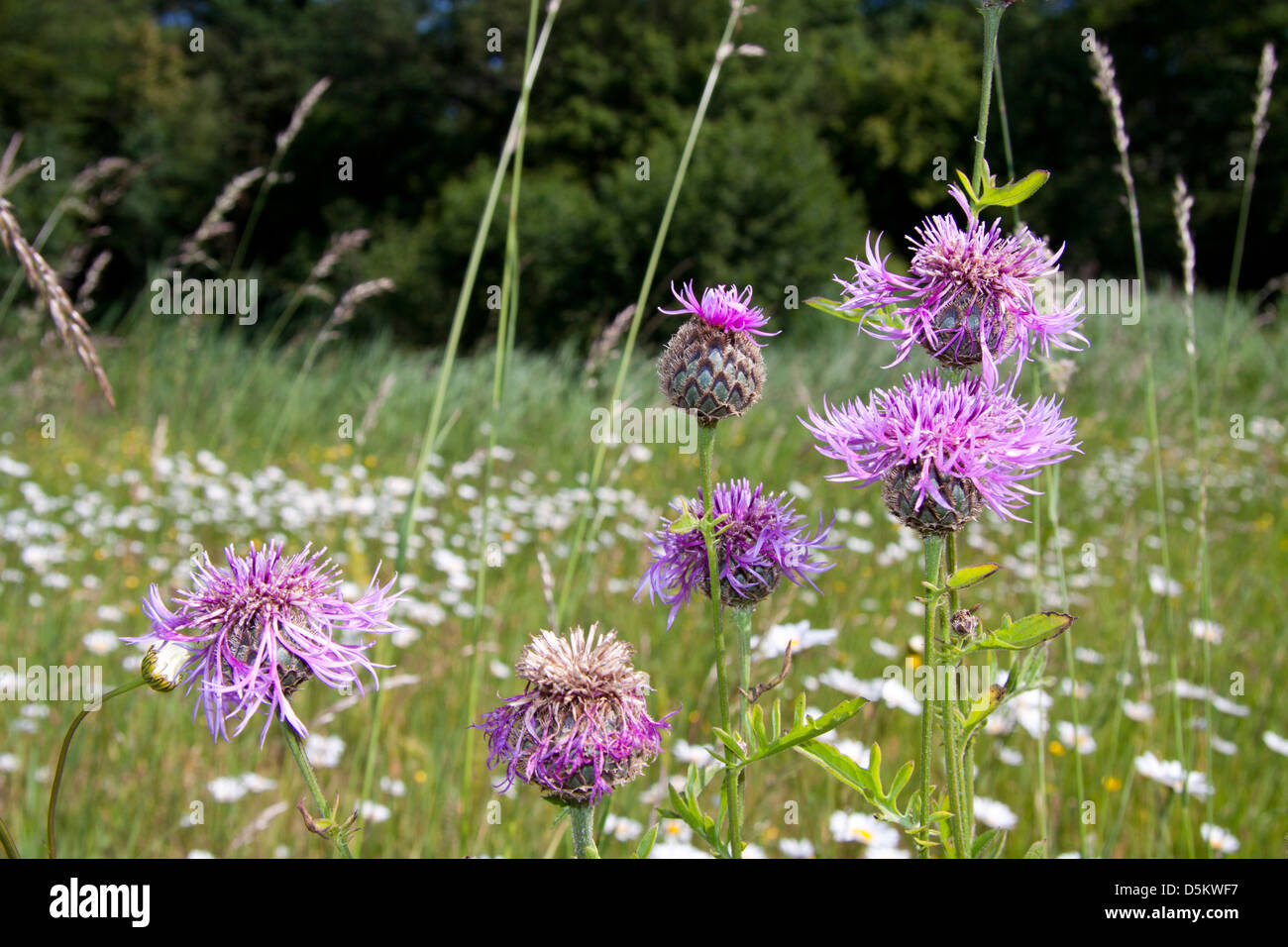 Purple grass flower on a green meadow Stock Photo - Alamy