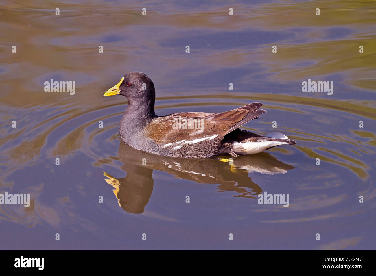 A moorhen with a yellow bill Stock Photo