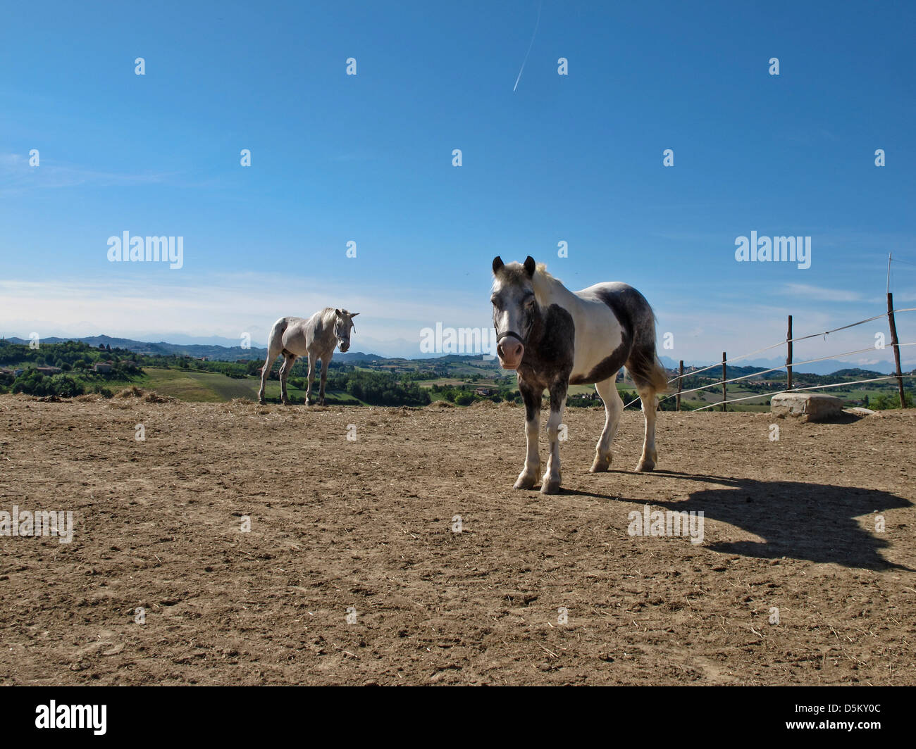 horses in a stable Stock Photo Alamy