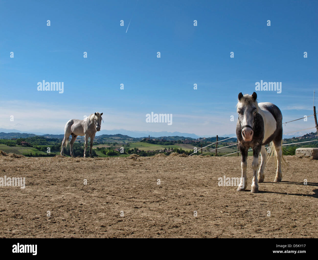 horses in a stable Stock Photo Alamy