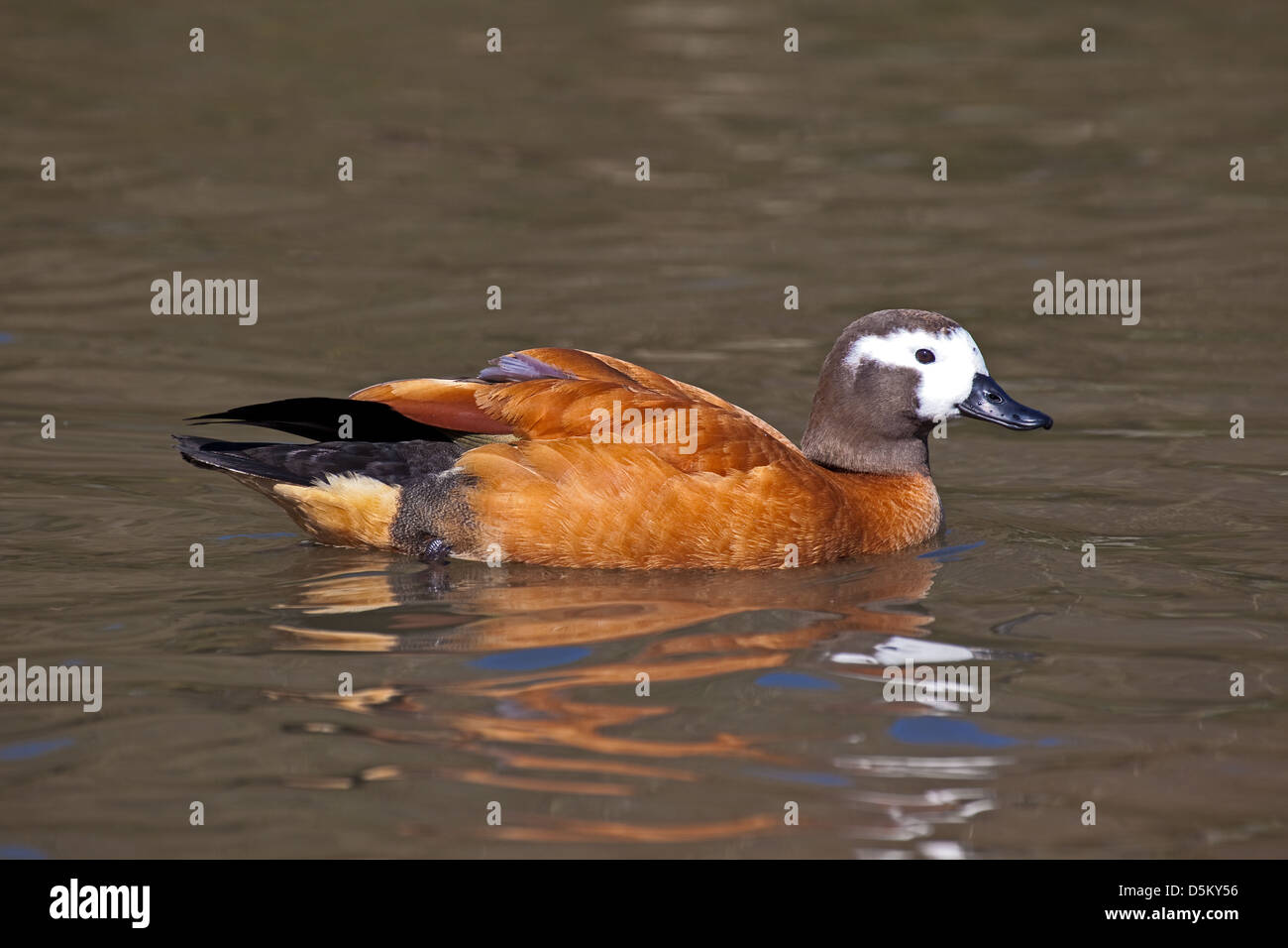 Female Cape Shelduck Stock Photo - Alamy