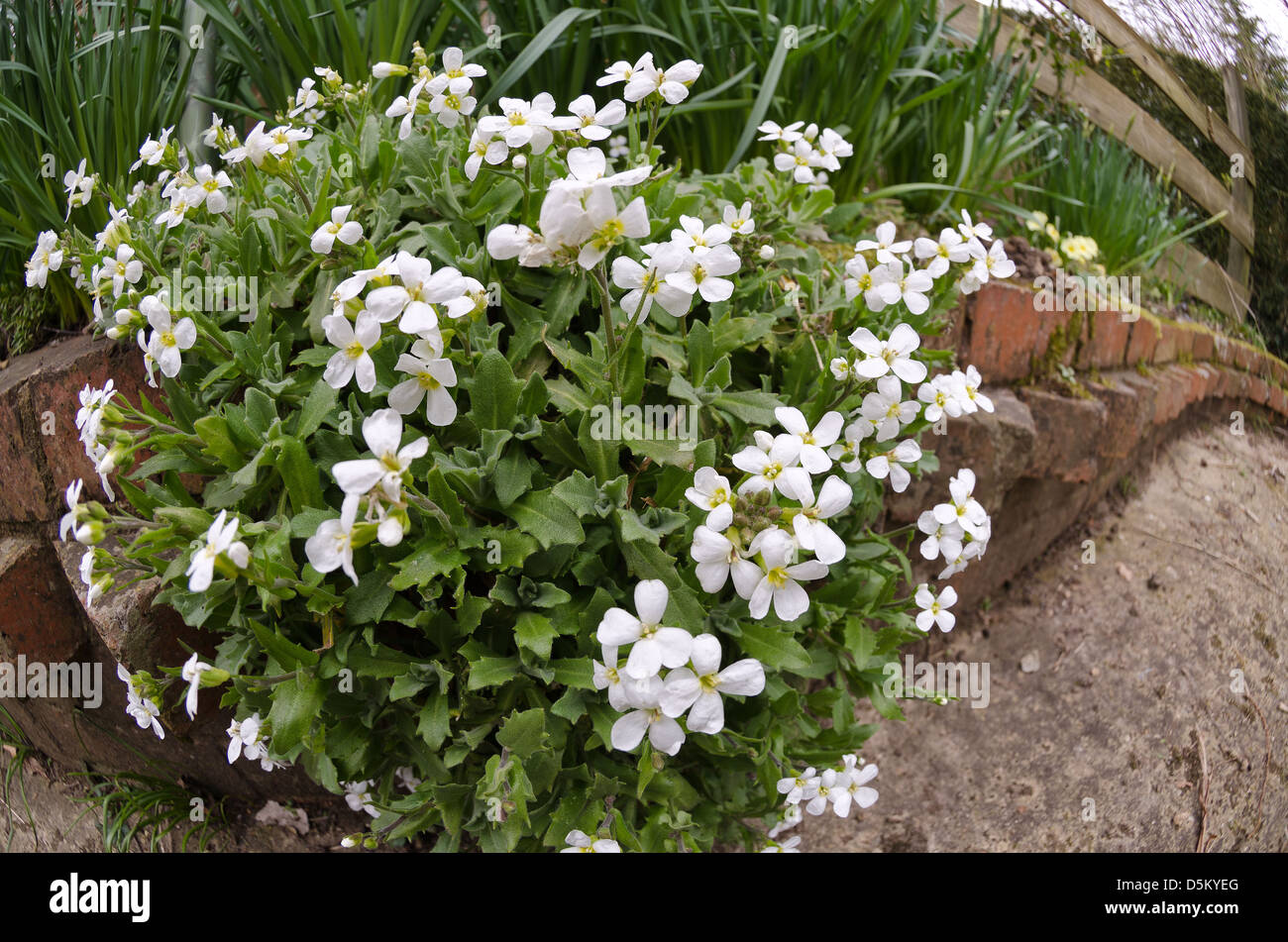 Clump of hanging white wall plant rock cress against a red clay brick country cottage wall and open wooden rail fence Stock Photo
