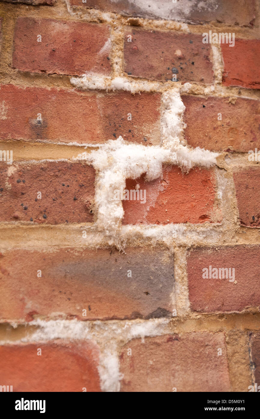 Efflorescence a powdery white salty deposit of salts that forms on the