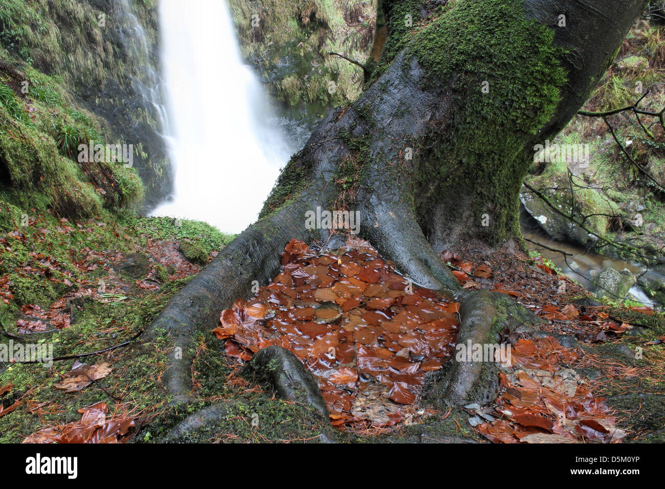 Pistyll Rhaeadr waterfall and tree trunk in autumn Stock Photo