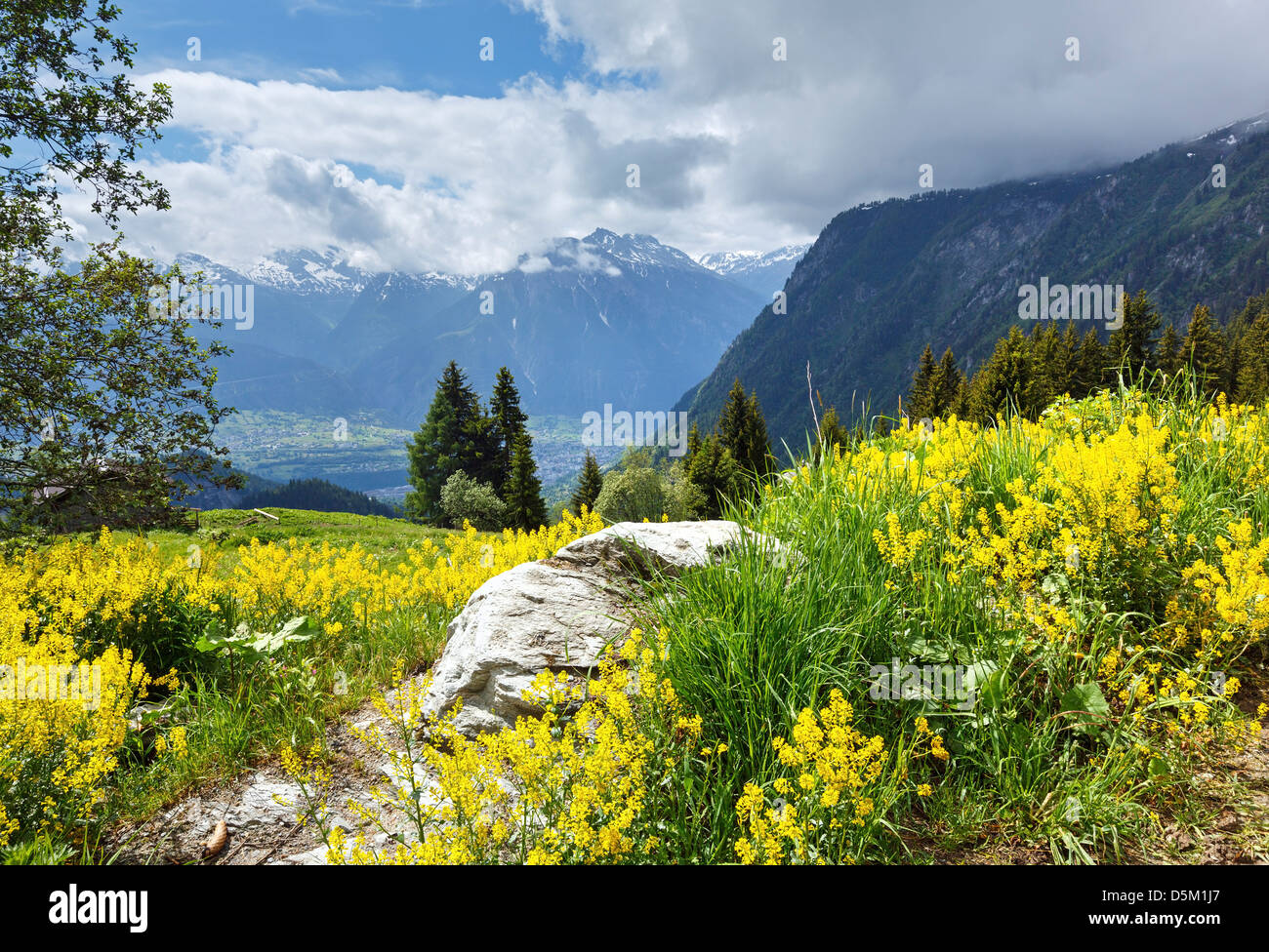 Yellow wild flowers on summer mountain slope (Alps, Switzerland) Stock Photo