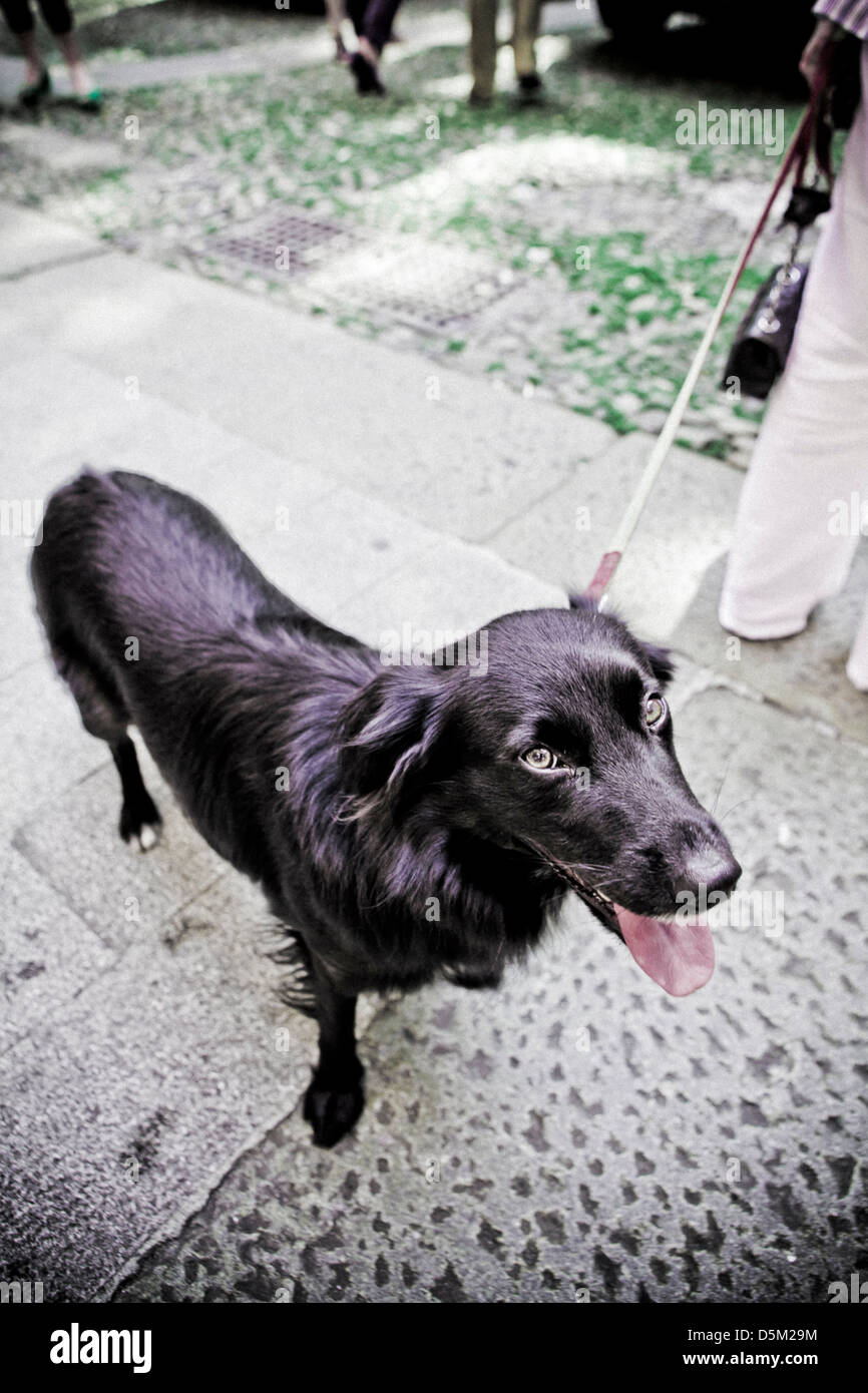 dog  on a leash Stock Photo