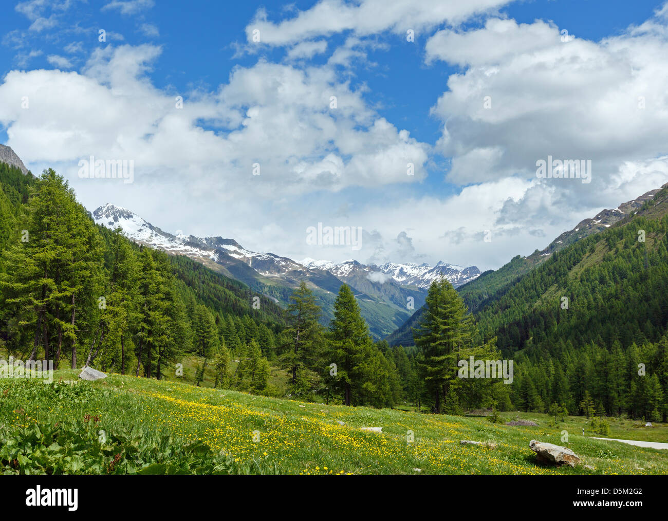 Yellow dandelion flowers on summer mountain slope (Alps, Switzerland) Stock Photo