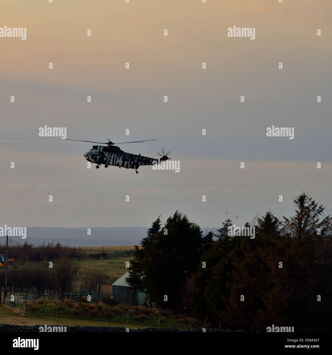 Sea King helicopter in 'zebra' arctic camouflage landing at sunset at Okehampton Camp Stock Photo