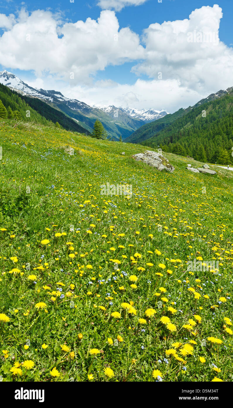 Yellow dandelion flowers on summer mountain slope (Alps, Switzerland) Stock Photo