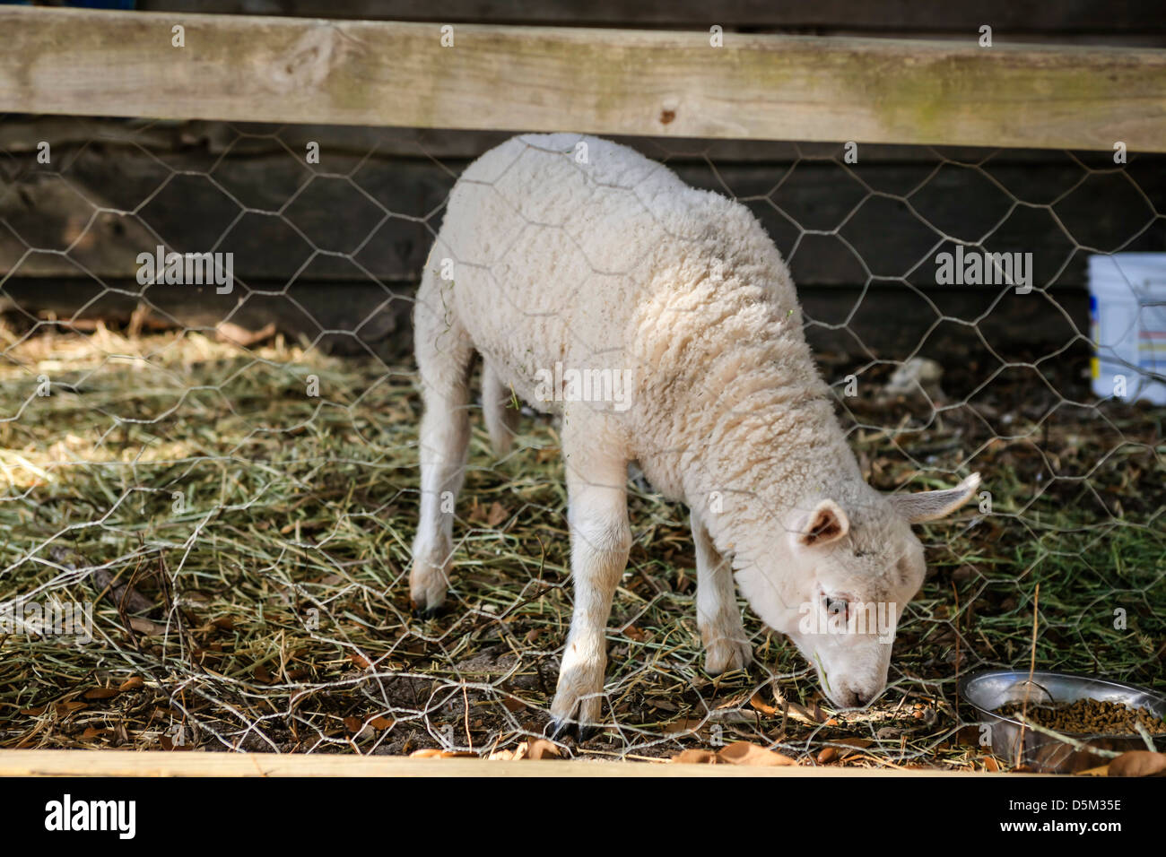 Lambs In Paddock Fenced paddock hi-res stock photography and images - Alamy