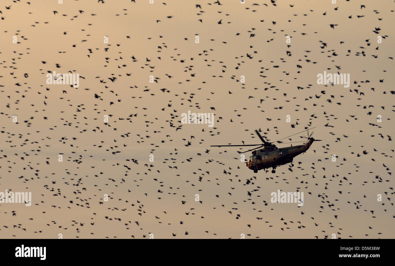 Sea King helicopter at sunset, seen through a huge flock of starlings approaching their roost at Okehampton Camp Stock Photo