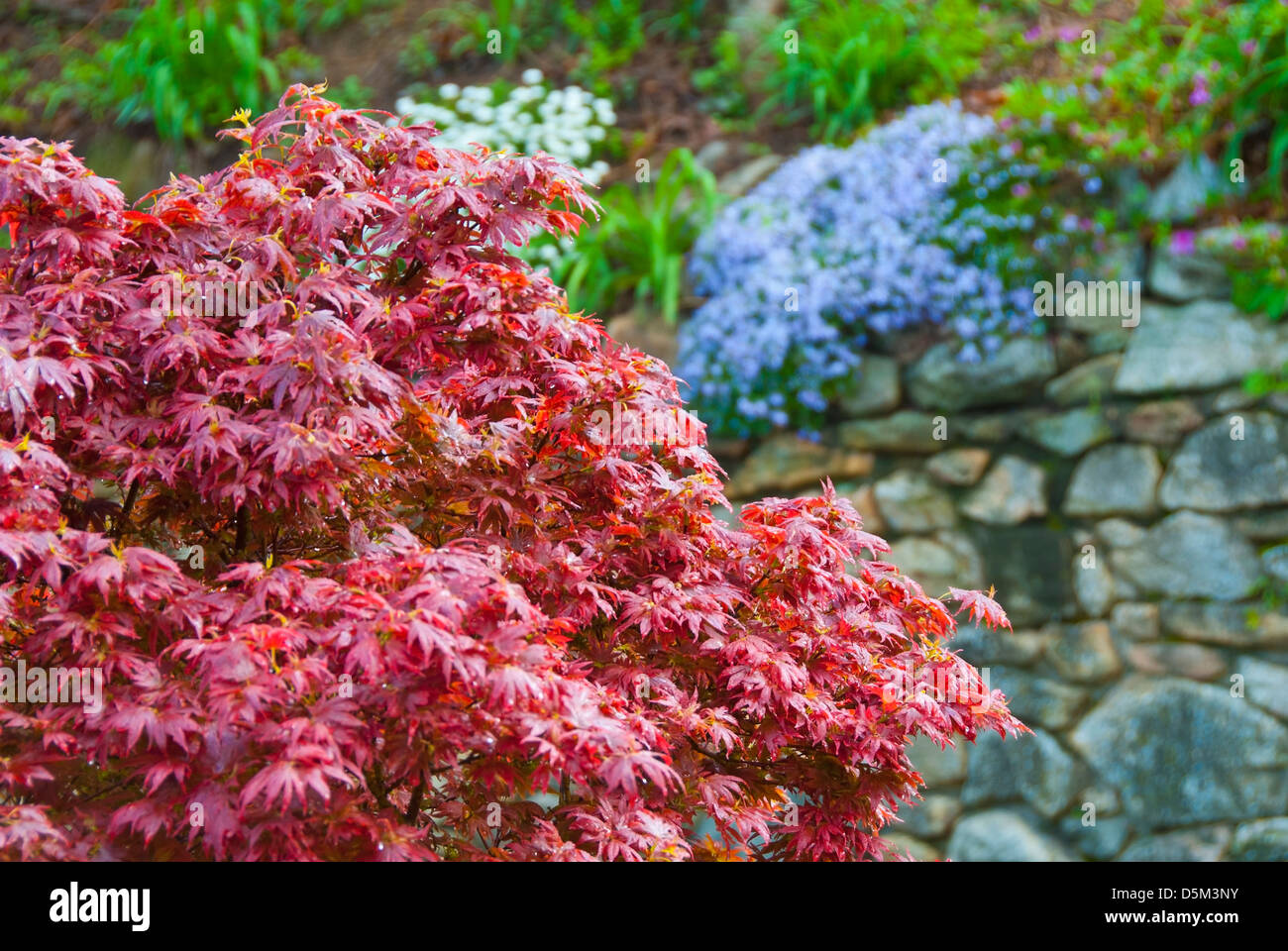 Japanese maple tree in garden Stock Photo Alamy