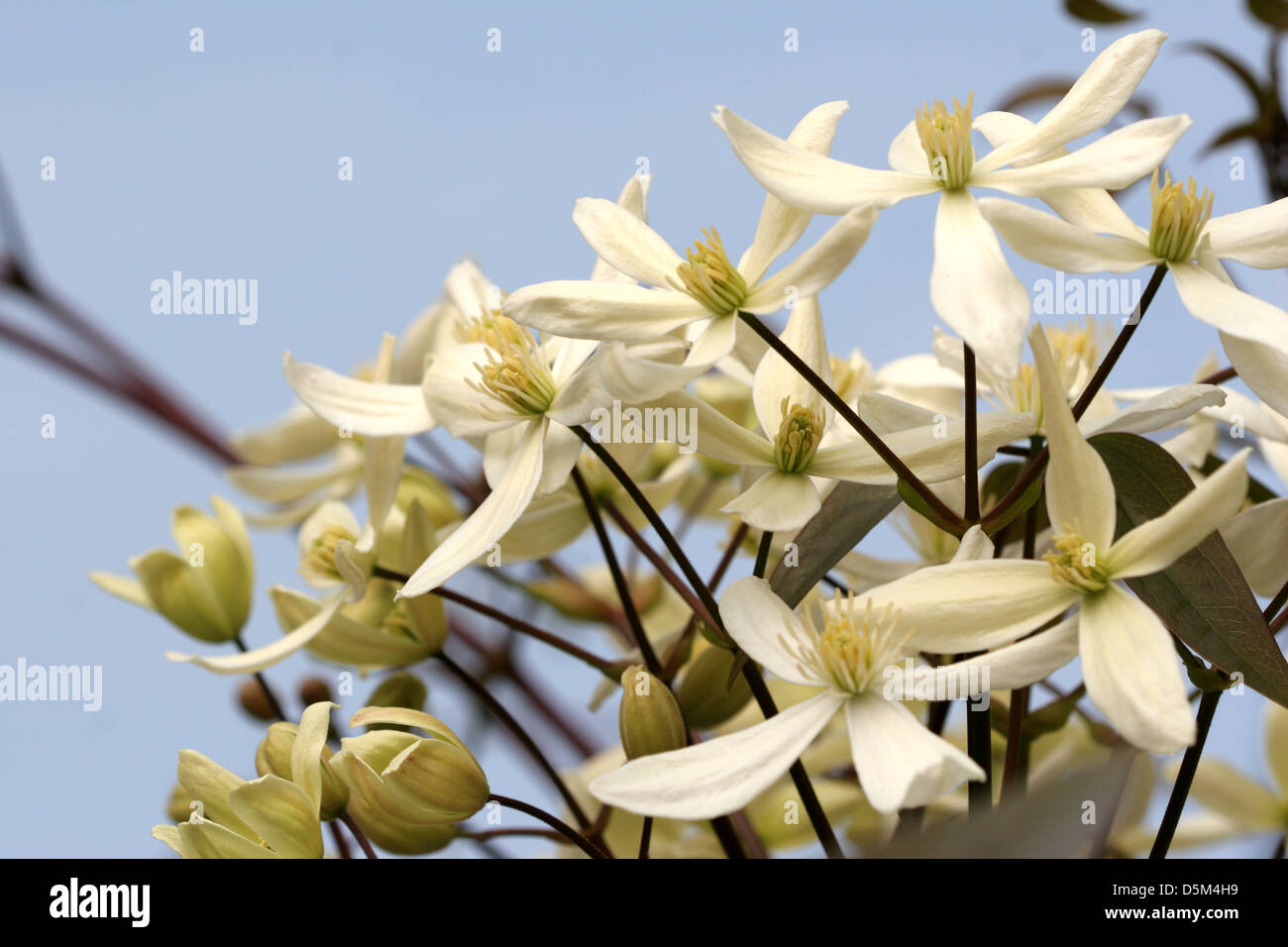 White Clematis armandii blooms against blue sky Stock Photo