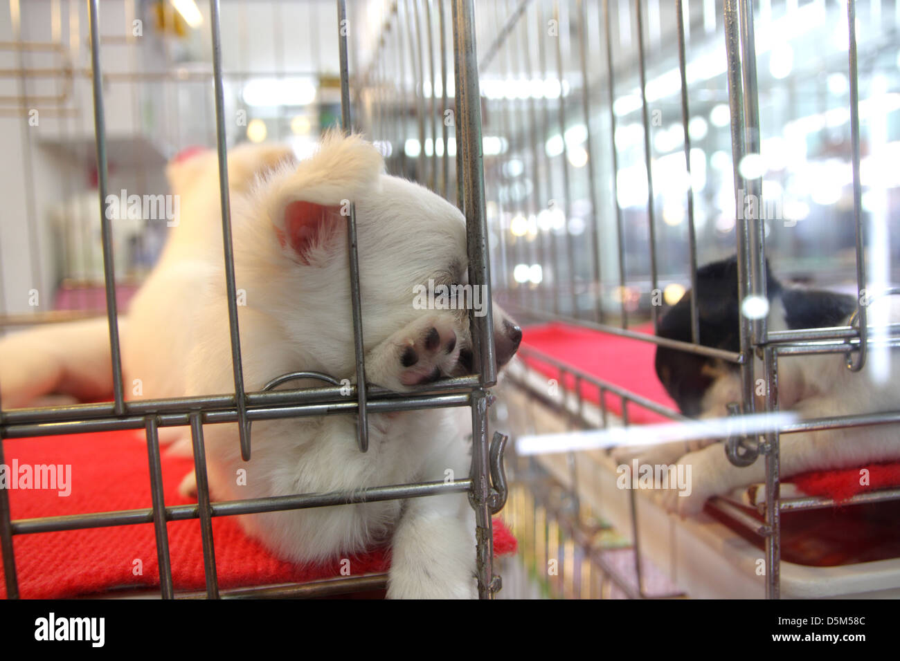 Puppies in cage in a pet shop at Chatuchak Weekend Market Bangkok Stock Photo Alamy