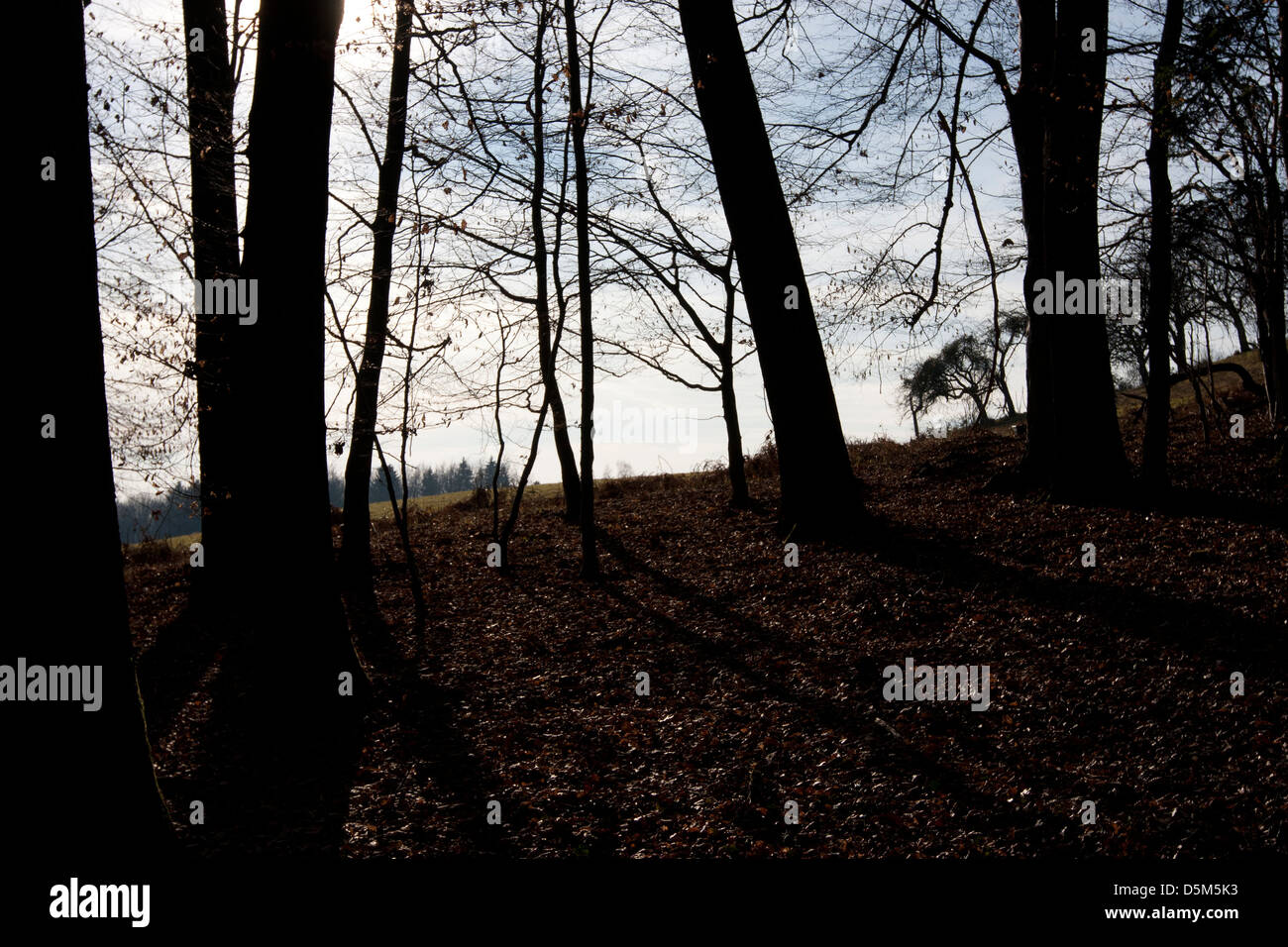 wood clearing in afternoon light Stock Photo Alamy
