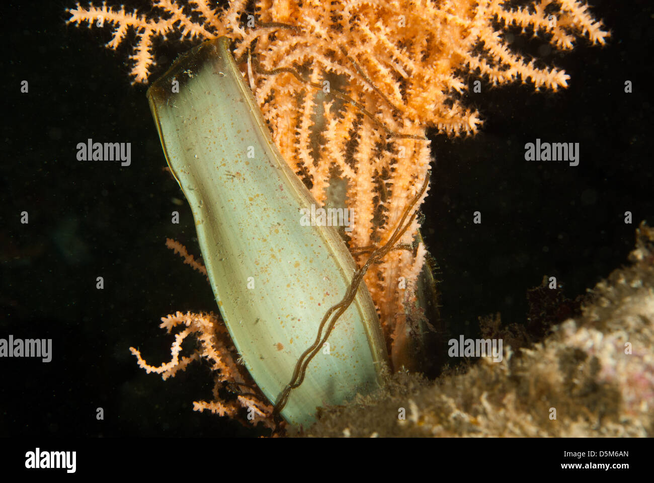 Dogfish eggcase fastened onto a pink sea fan. Stock Photo