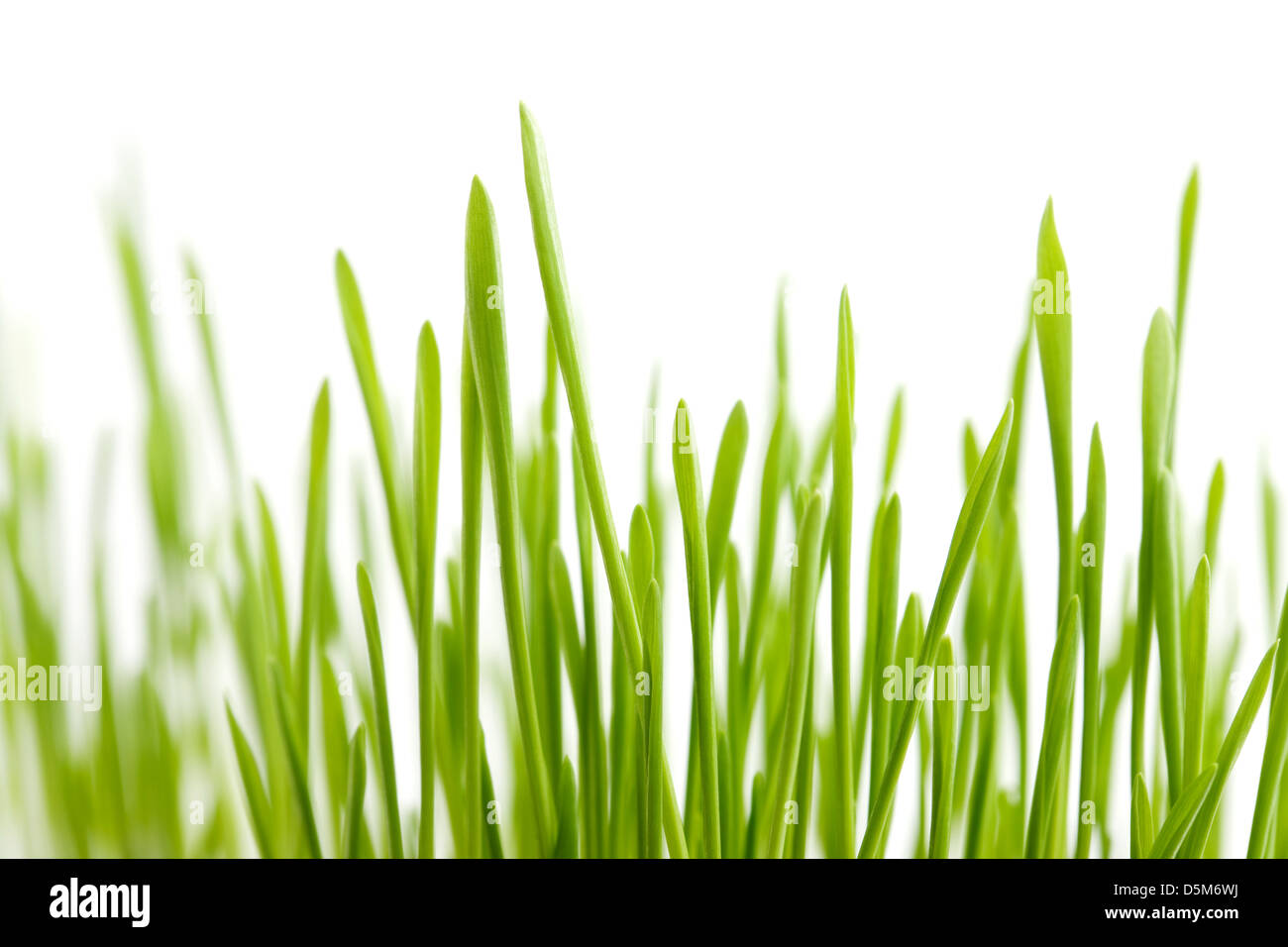 Fresh green grass isolated on white background Stock Photo - Alamy