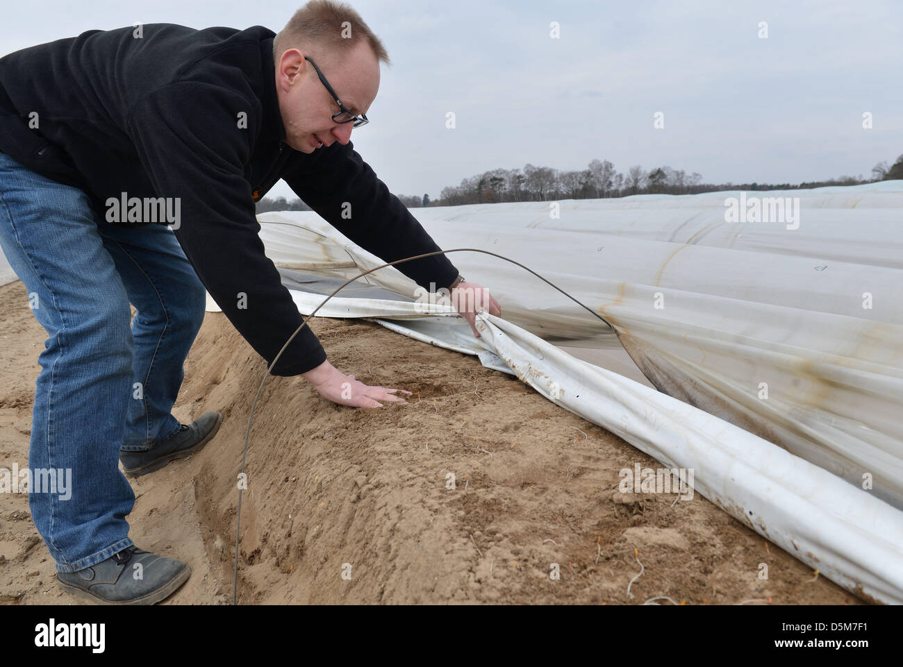 Farmer Thorsten Schloh looks at a row of asparagus under tarp in a field in Hellwege, Germany 04 April 2013. There are no asparagus shoots to be seen at the moment. PHOTO: CARMEN JASPERSEN Stock Photo